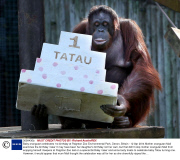 Baby orangutan celebrates 1st birthday at Paignton Zoo Environmental Park, Devon, Britain - 12 Apr 2014