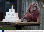 Baby orangutan celebrates 1st birthday at Paignton Zoo Environmental Park, Devon, Britain - 12 Apr 2014