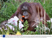 Baby orangutan celebrates 1st birthday at Paignton Zoo Environmental Park, Devon, Britain - 12 Apr 2014