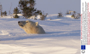 Polar bear mother and cub peer out from den,Wapusk National Park in Manitoba, Canada - Mar 2014