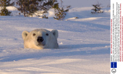 Polar bear mother and cub peer out from den,Wapusk National Park in Manitoba, Canada - Mar 2014