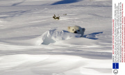 Polar bear mother and cub peer out from den,Wapusk National Park in Manitoba, Canada - Mar 2014