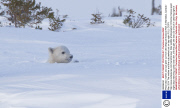 Polar bear mother and cub peer out from den,Wapusk National Park in Manitoba, Canada - Mar 2014