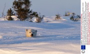 Polar bear mother and cub peer out from den,Wapusk National Park in Manitoba, Canada - Mar 2014