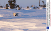 Polar bear mother and cub peer out from den,Wapusk National Park in Manitoba, Canada - Mar 2014