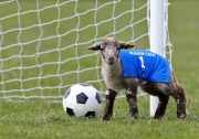 NOW TV - Lambs Easter Football Predictions - Britain - 16 Apr 2014
