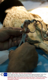 Falcon hospital, Abu Dhabi - 16 Apr 2014