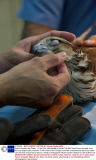 Falcon hospital, Abu Dhabi - 16 Apr 2014