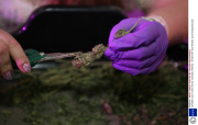 Cannabis Cup on 4/20, Denver, Colorado, America - 20 Apr 2014