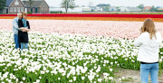 The Netherlands: Tulip Field