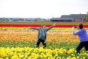 The Netherlands: Tulip Field