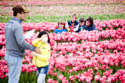 The Netherlands: Tulip Field