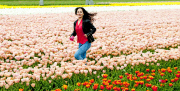 The Netherlands: Tulip Field