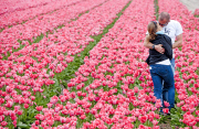 The Netherlands: Tulip Field