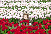 The Netherlands: Tulip Field