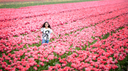 The Netherlands: Tulip Field