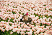 The Netherlands: Tulip Field