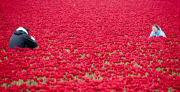 The Netherlands: Tulip Field