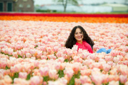 The Netherlands: Tulip Field