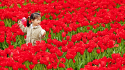 The Netherlands: Tulip Field