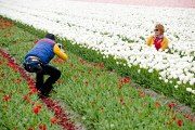 The Netherlands: Tulip Field