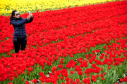 The Netherlands: Tulip Field