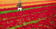 The Netherlands: Tulip Field