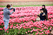 The Netherlands: Tulip Field