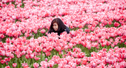 The Netherlands: Tulip Field