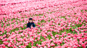 The Netherlands: Tulip Field