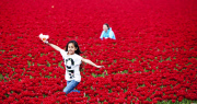 The Netherlands: Tulip Field