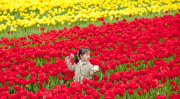 The Netherlands: Tulip Field