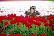 The Netherlands: Tulip Field