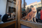 NY: Pop Up Cat Cafe Opens In NYC