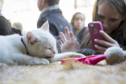 cat lover snuggle cats