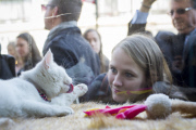 cat lover snuggle cats