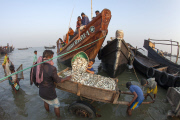 Bangladesh: Fishing village in Bangladesh