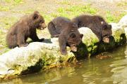 Kamchatka bear Masha and her cubs Irina, Ivan and Igor
