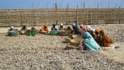 Bangladesh: Fishing village in Bangladesh