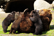 Kamchatka bear Masha and her cubs Irina, Ivan and Igor