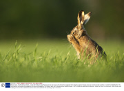 Brown hares, Hertfordshire, Britain - 14 Apr 2014
