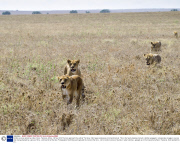 Buffalo survives attack by pride of lions, Tanzania, Africa - 08 Nov 2013