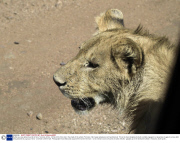 Buffalo survives attack by pride of lions, Tanzania, Africa - 08 Nov 2013