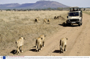 Buffalo survives attack by pride of lions, Tanzania, Africa - 08 Nov 2013
