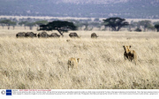 Buffalo survives attack by pride of lions, Tanzania, Africa - 08 Nov 2013