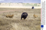 Buffalo survives attack by pride of lions, Tanzania, Africa - 08 Nov 2013