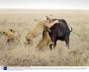 Buffalo survives attack by pride of lions, Tanzania, Africa - 08 Nov 2013
