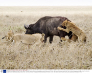 Buffalo survives attack by pride of lions, Tanzania, Africa - 08 Nov 2013