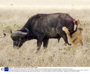 Buffalo survives attack by pride of lions, Tanzania, Africa - 08 Nov 2013
