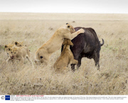 Buffalo survives attack by pride of lions, Tanzania, Africa - 08 Nov 2013